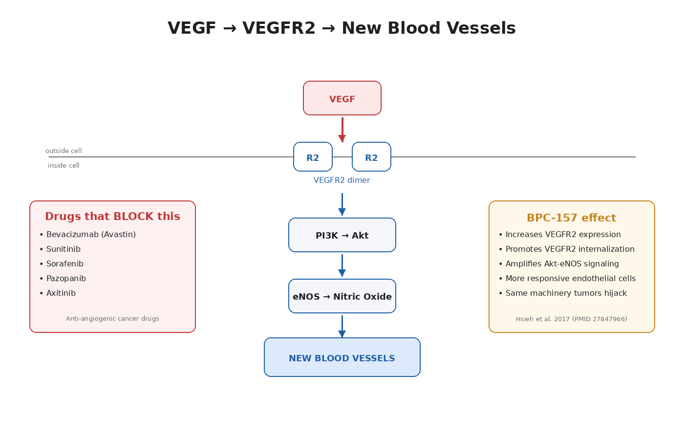 Figure 3.1 — VEGF binds VEGFR2 on endothelial cells, triggering new blood vessel sprouting. Tumors hijack this same pathway to recruit their own blood supply.