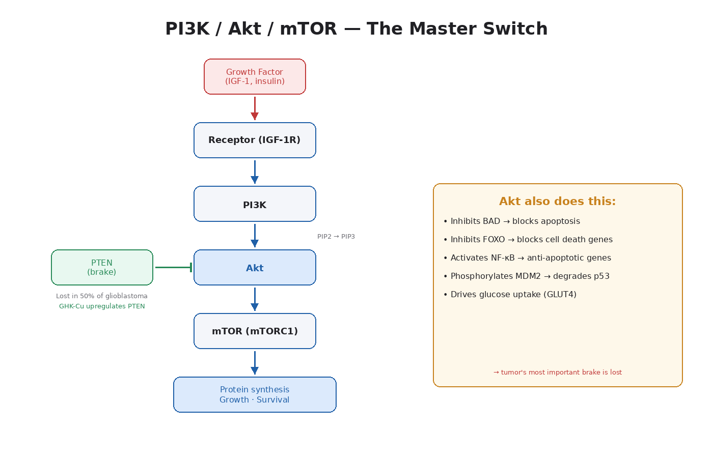 Figure 4.1 — The PI3K/Akt/mTOR cascade. Growth factor binds receptor → PI3K activates → Akt activates → mTOR drives protein synthesis. PTEN is the main brake.