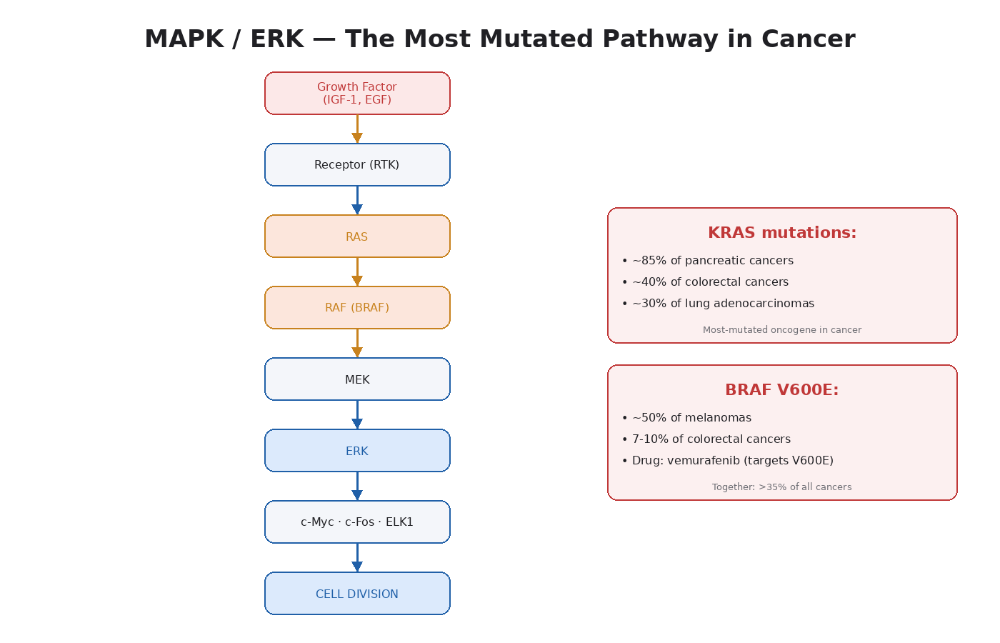 Figure 5.1 — The MAPK/ERK cascade. RTK → RAS → RAF → MEK → ERK → transcription factors driving cell division. RAS and BRAF are the most-mutated oncogenes in human cancer.