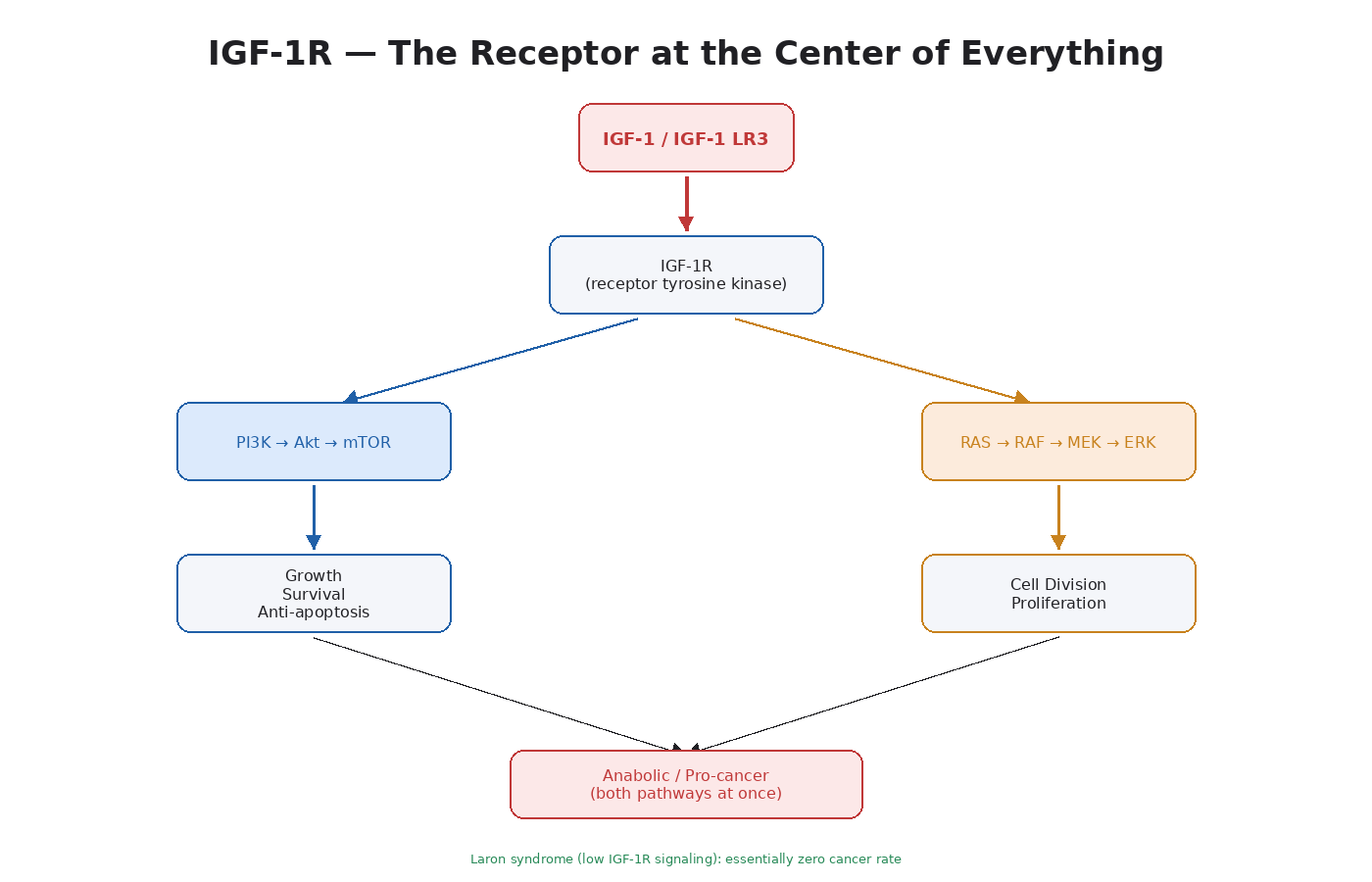 Figure 6.1 — IGF-1R sits at the intersection of PI3K/Akt/mTOR and MAPK/ERK. Activation drives growth, division, and survival simultaneously.