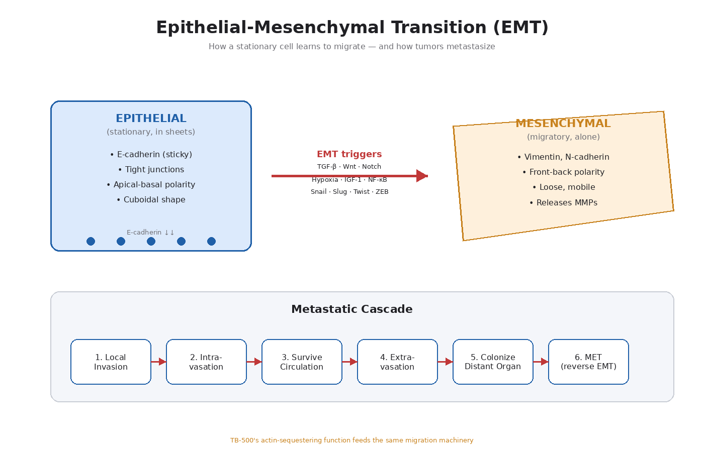 Figure 7.1 — Epithelial-mesenchymal transition. Stationary epithelial cells lose E-cadherin, change shape, and acquire migratory mesenchymal traits — the same machinery tumors use to metastasize.