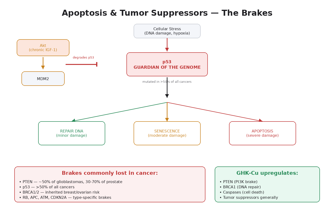 Figure 8.1 — Apoptosis and tumor suppressors. p53 senses stress and triggers repair, senescence, or cell death. Akt activation indirectly degrades p53 by phosphorylating MDM2.