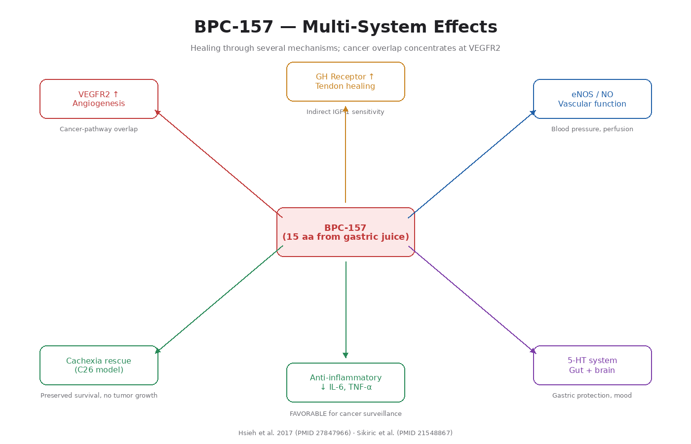 Figure 9.1 — BPC-157 acts on multiple systems at once: VEGFR2 (angiogenesis), GH receptor (tissue sensitivity), nitric oxide, serotonin, and anti-inflammatory signaling. The cancer-relevant overlap concentrates at VEGFR2.