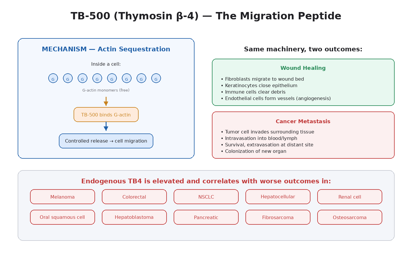 Figure 10.1 — TB-500 (thymosin beta-4) binds G-actin to control cell migration. The same machinery powers wound healing AND tumor metastasis. Endogenous TB4 is elevated in many aggressive cancers.