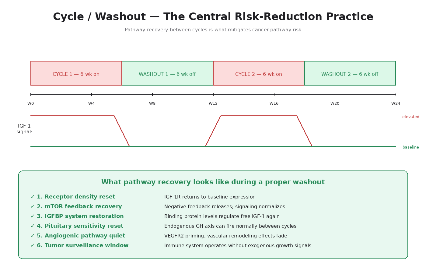 Figure 16.1 — A typical cycle/washout pattern. The cycle drives pathway activation; the washout lets receptors reset, IGFBPs recover, and tumor surveillance run unimpeded.